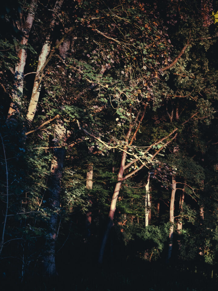 Foto's van bomen in de avond